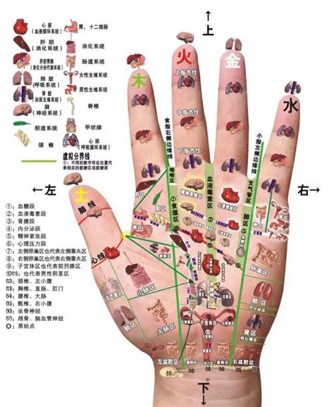 手掌有痣代表什么|手掌痣的位置与命运 掌心有痣图解大全！